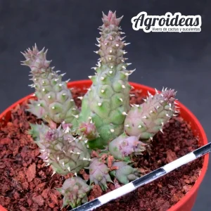 Huernia echidnopsioides