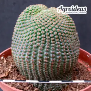 Lobivia famatimensis MØ-11cm