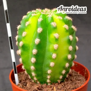 Trichocereus híbrido "Variegata"