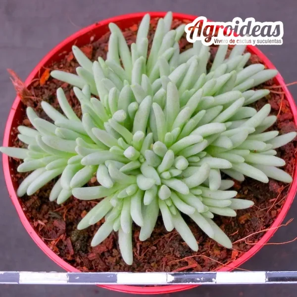 Delosperma sphalmanthoides - Imagen 2