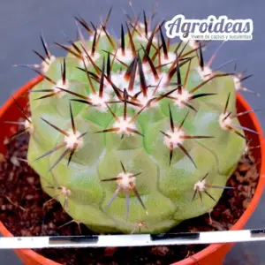 Copiapoa cinerea X Haseltoniana
