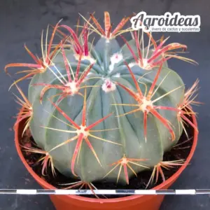 Ferocactus latispinus M-11 cm