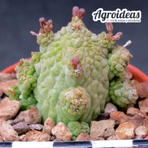 Pseudolithos migiurtinus X dodsonianus