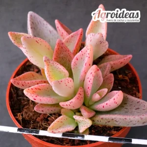 Lenophyllum guttatum