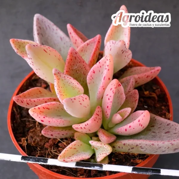 Lenophyllum guttatum