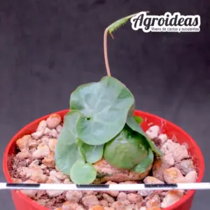 Dorstenia barnimiana