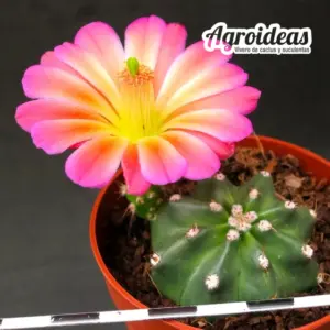 Echinocereus cv. "Gamma" Ex. Agroideas