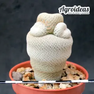 Epithelantha bookei "selección"