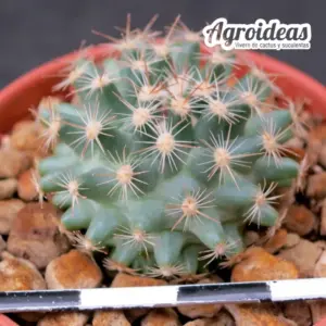 Pediocactus simpsonii