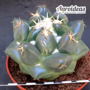 Coryphantha elephantidens "M-11 cm"