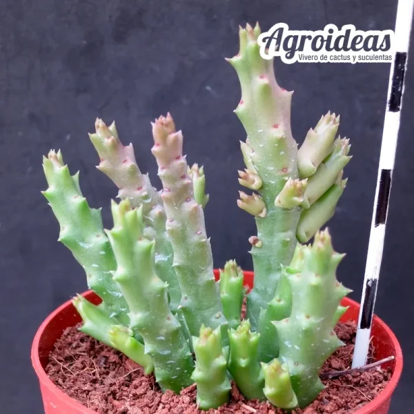 Stapelia variegata - Imagen 2