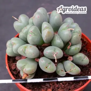 Conophytum chauviniae "Moedkop" Ejemplar