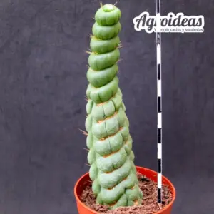 Eulychnia castanea "spiralis"