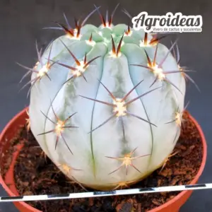 Acanthocalycium glaucum "M-13"