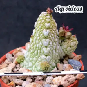 Pseudolithos migiurtinus X dodsonianus