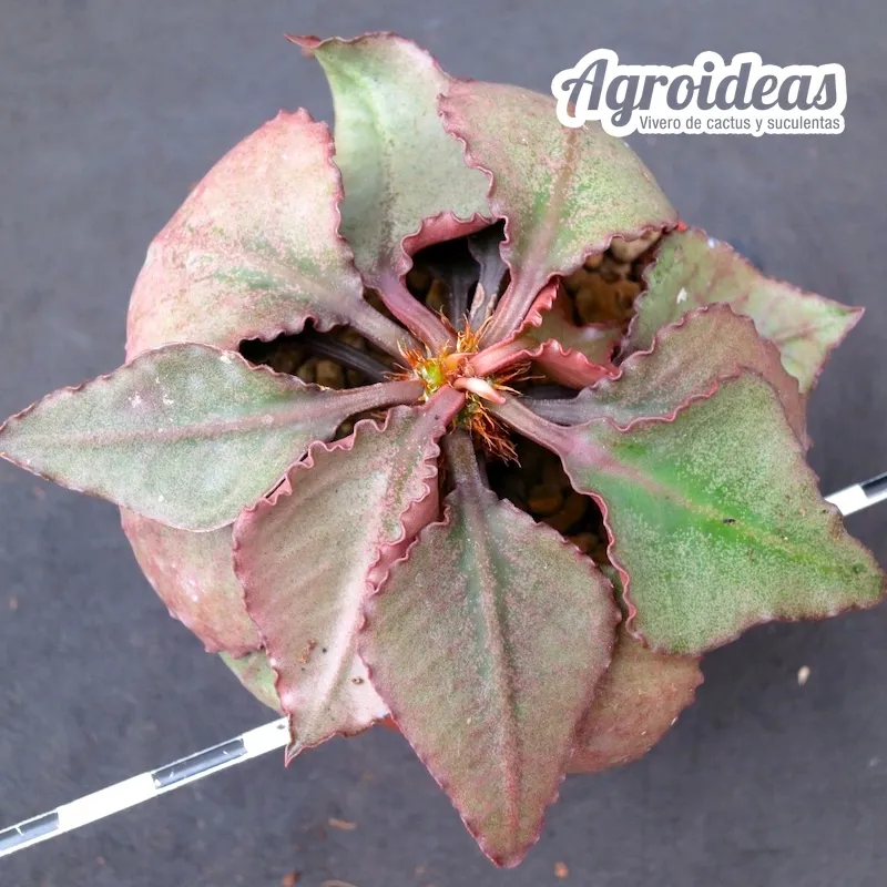 Euphorbia X francoisii crassicaulis var. rubrifolia - Imagen 2