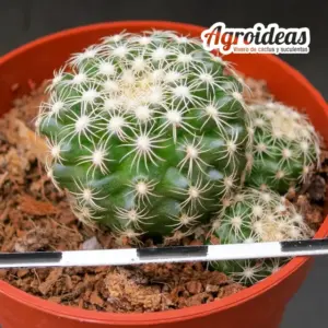 Discocactus buenekeri