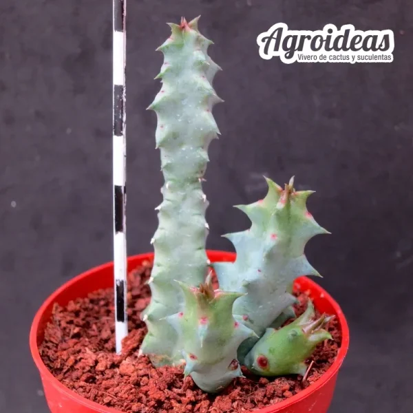 Huernia thuretii var. primulina - Imagen 2