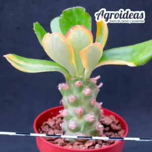 Euphorbia poissonii "variegata"