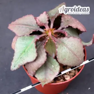 Euphorbia X francoisii crassicaulis var. rubrifolia