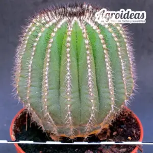 Uebelmannia pectinifera var. multicostata «M-11 cm»