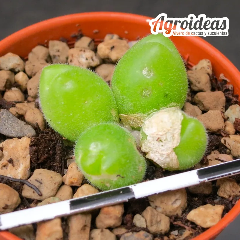 Gibbaeum pilosulum - Imagen 2