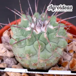 Strombocactus corregidorae