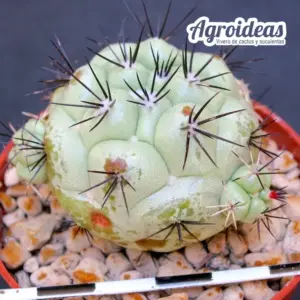 Ortegocactus macdougallii