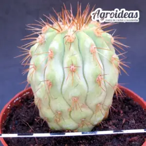 Copiapoa haseltoniana "M-11 cm"