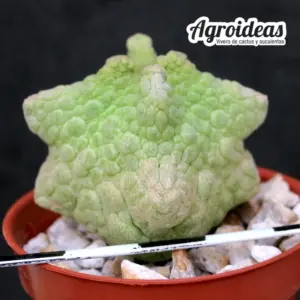 Pseudolithos cubiformis "Dragon Skin"