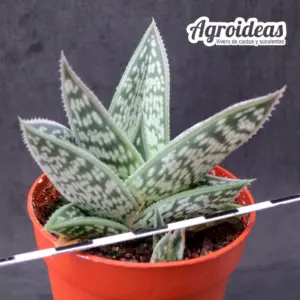 Aloe sladeniana
