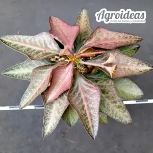 Euphorbia X francoisii crassicaulis var. rubrifolia