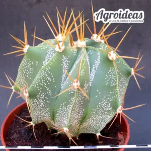 Astrophytum ornatum "M-11 cm"