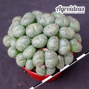 Conophytum minimum "Scitulum" Ejemplar