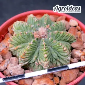 Aztekium ritterii