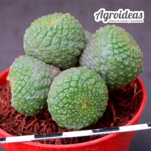 Rebutia krainziana fr. nuda