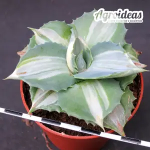 Agave potatorum "Shoji- raijin"