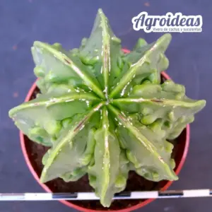 Astrophytum "fukuryu" var. nudum multicostatum