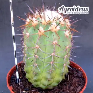 Copiapoa marginata "Ejemplar M-11 cm"