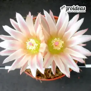 Neochilenia napina