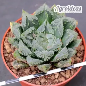 Haworthia cv. "Broccoli" Ex. Robin Fuller