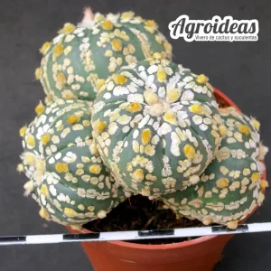 Astrophytum superkabuto "selección"