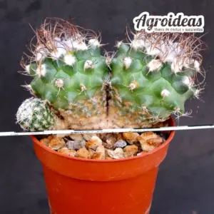 Turbinicarpus lausseri "Selección"
