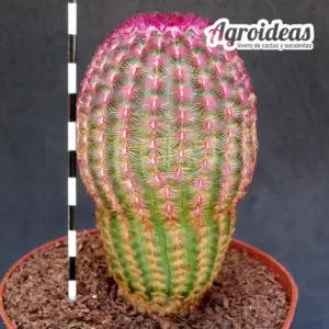Echinocereus rigidissimus var. rubispinus "Ejemplar" MØ-11cm