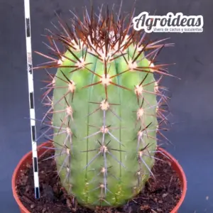 Copiapoa marginata "Ejemplar M-11 cm"