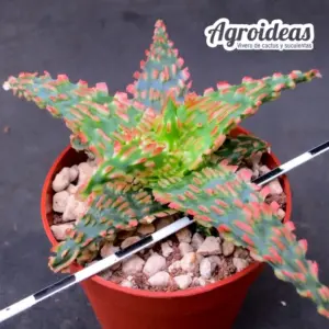 Aloe "TCT" Thai Hybrid