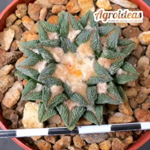 Ariocarpus kotschoubeyanus var. macdowellii "Selección especial"