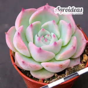 Echeveria chihuahuensis