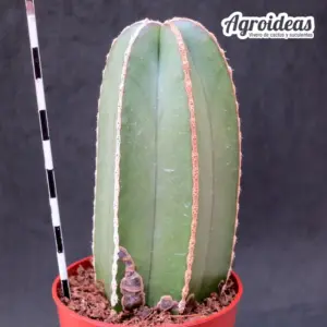 Marginatocereus marginatus