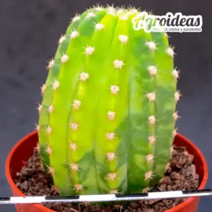 Trichocereus híbrido "Variegata"